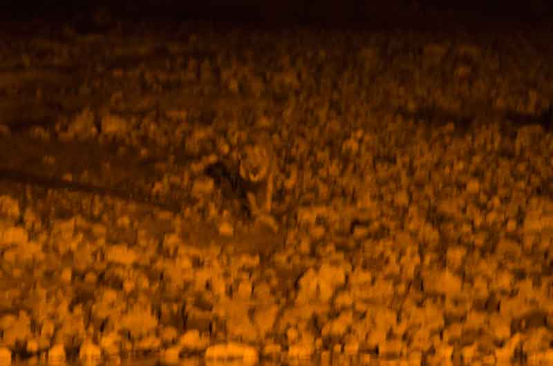 13 - Namibia - leon - imagen nocturna - Okaukuejo - parque nacional de Etosha